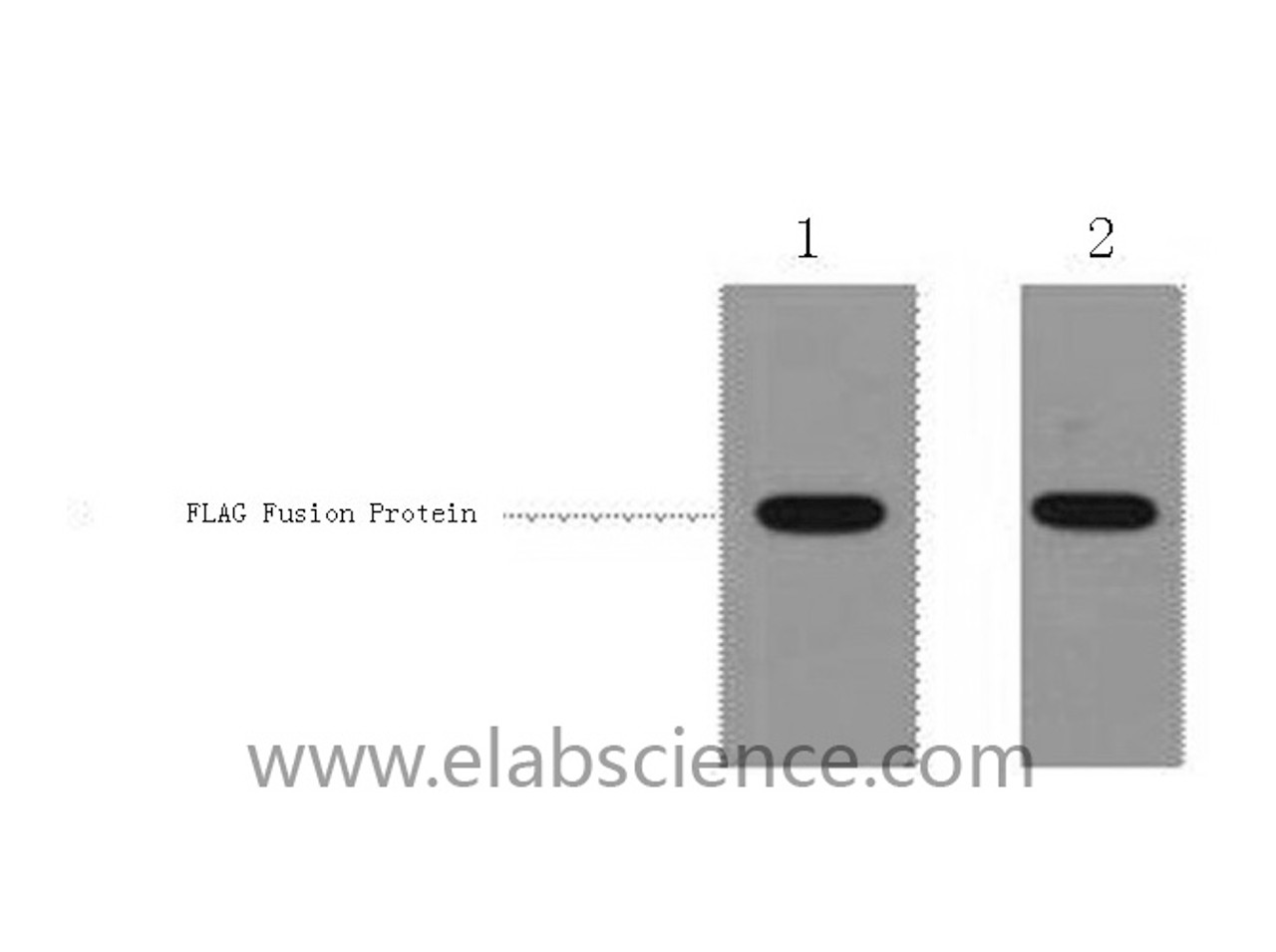 Western Blot analysis of 1ug Flag fusion protein using Flag-Tag Polyclonal Antibody at dilution of 1:1000.