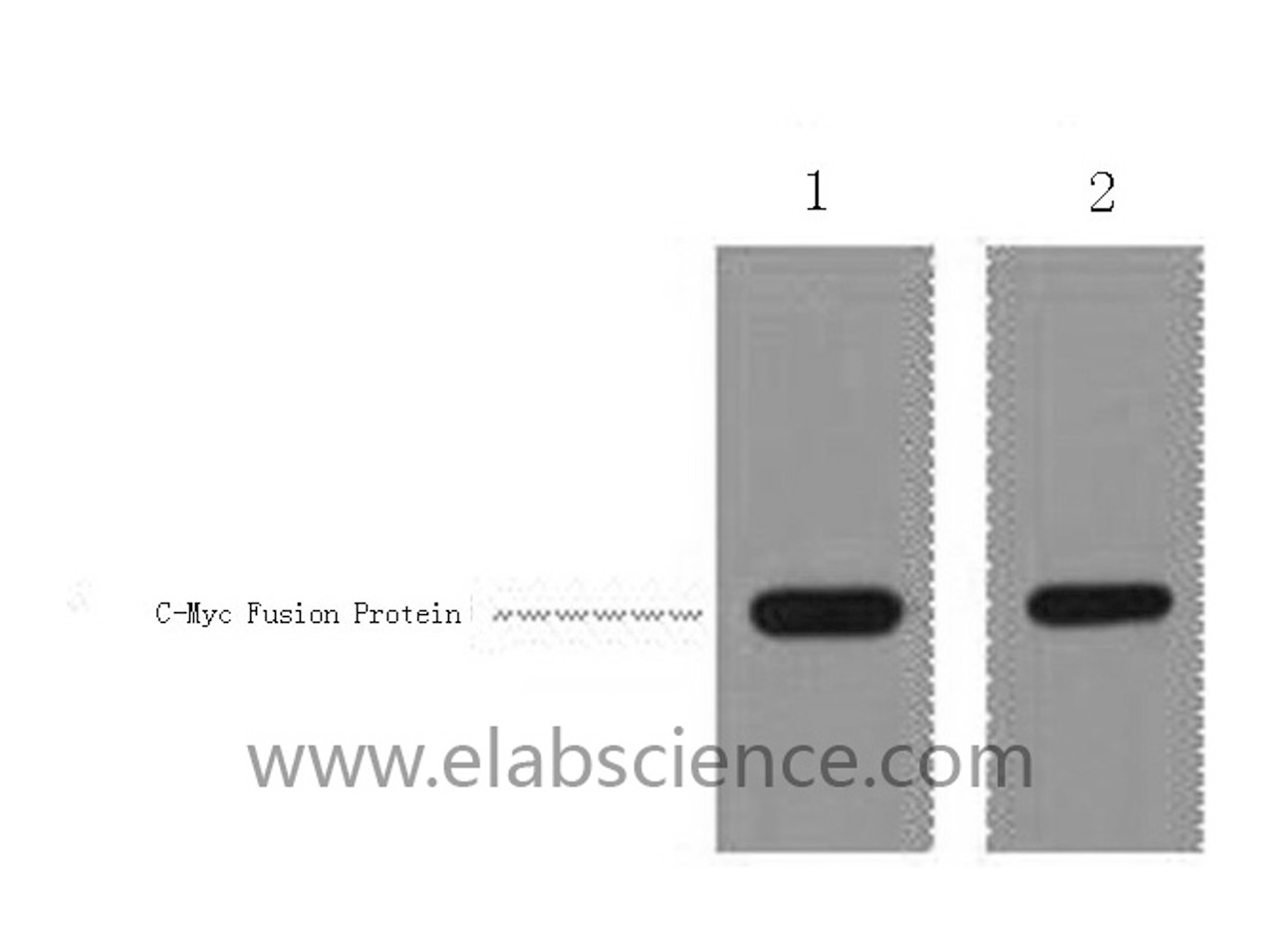 Western Blot analysis of 1ug C-Myc fusion protein using Myc-Tag Polyclonal Antibody at dilution of 1:1000.