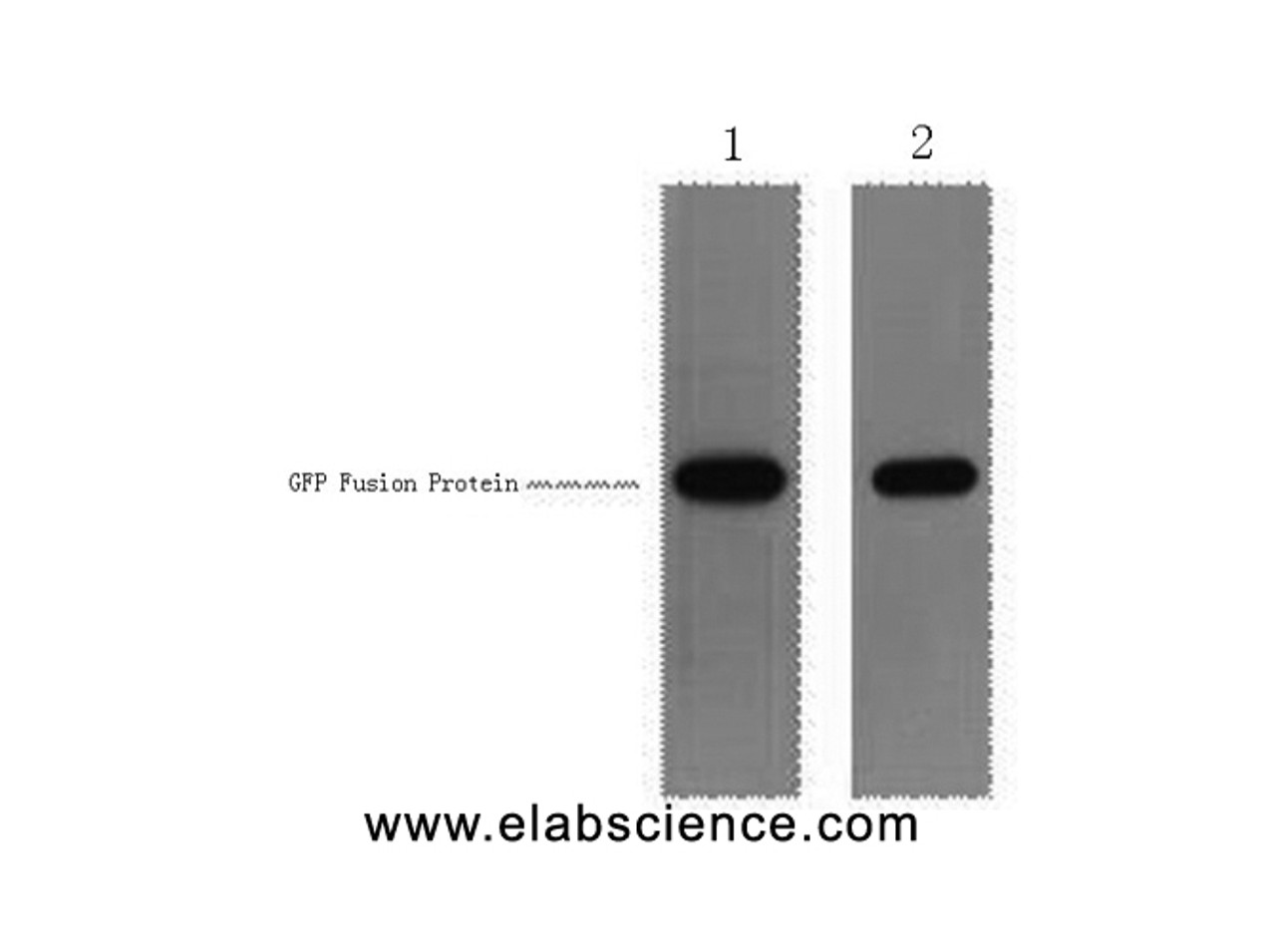 Western Blot analysis of 1ug GFP fusion protein using GFP-Tag Polyclonal Antibody at dilution of 1) 1:5000 2) 1:1000.