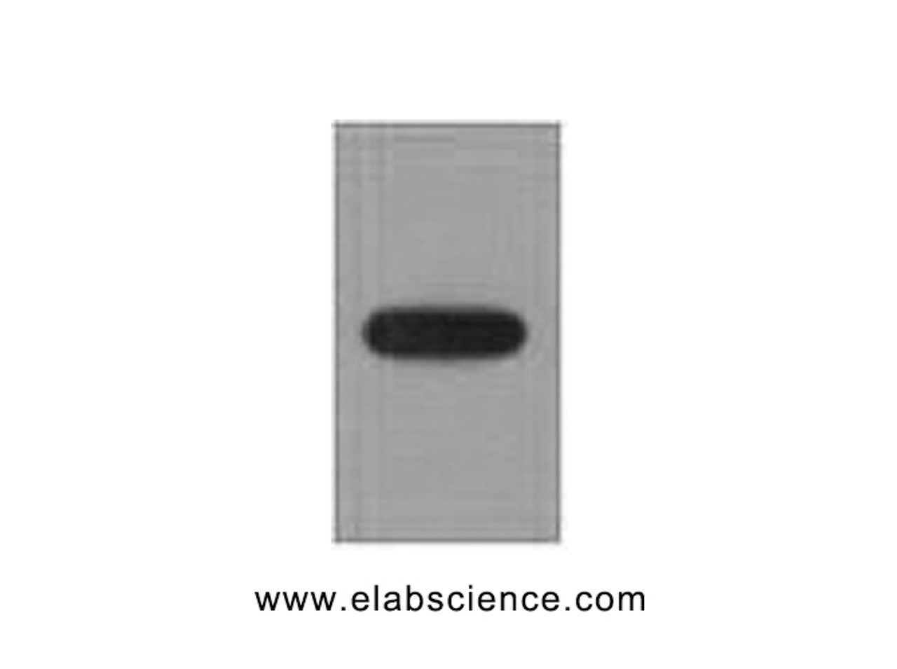 Western Blot analysis of recombinant EYFP protein using EYFP Monoclonal Antibody at dilution of 1:10000.