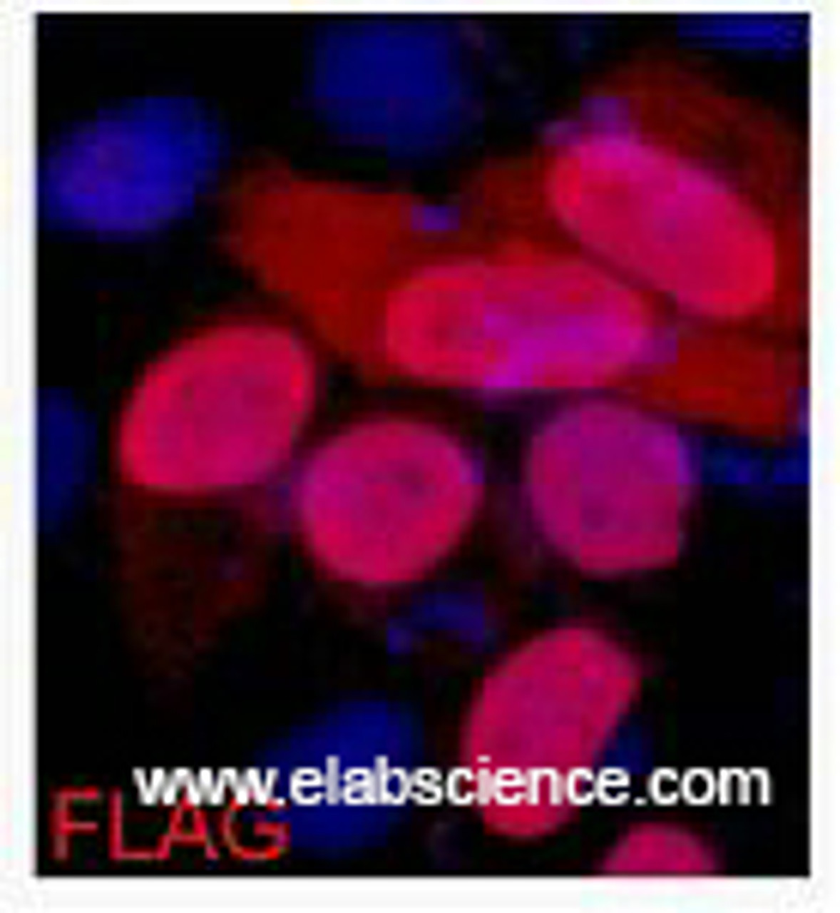 Immunofluorescence analysis of 293 cells transfected with a Flag tag protein tissue using Flag-Tag Monoclonal Antibody at dilution of 1:2000.