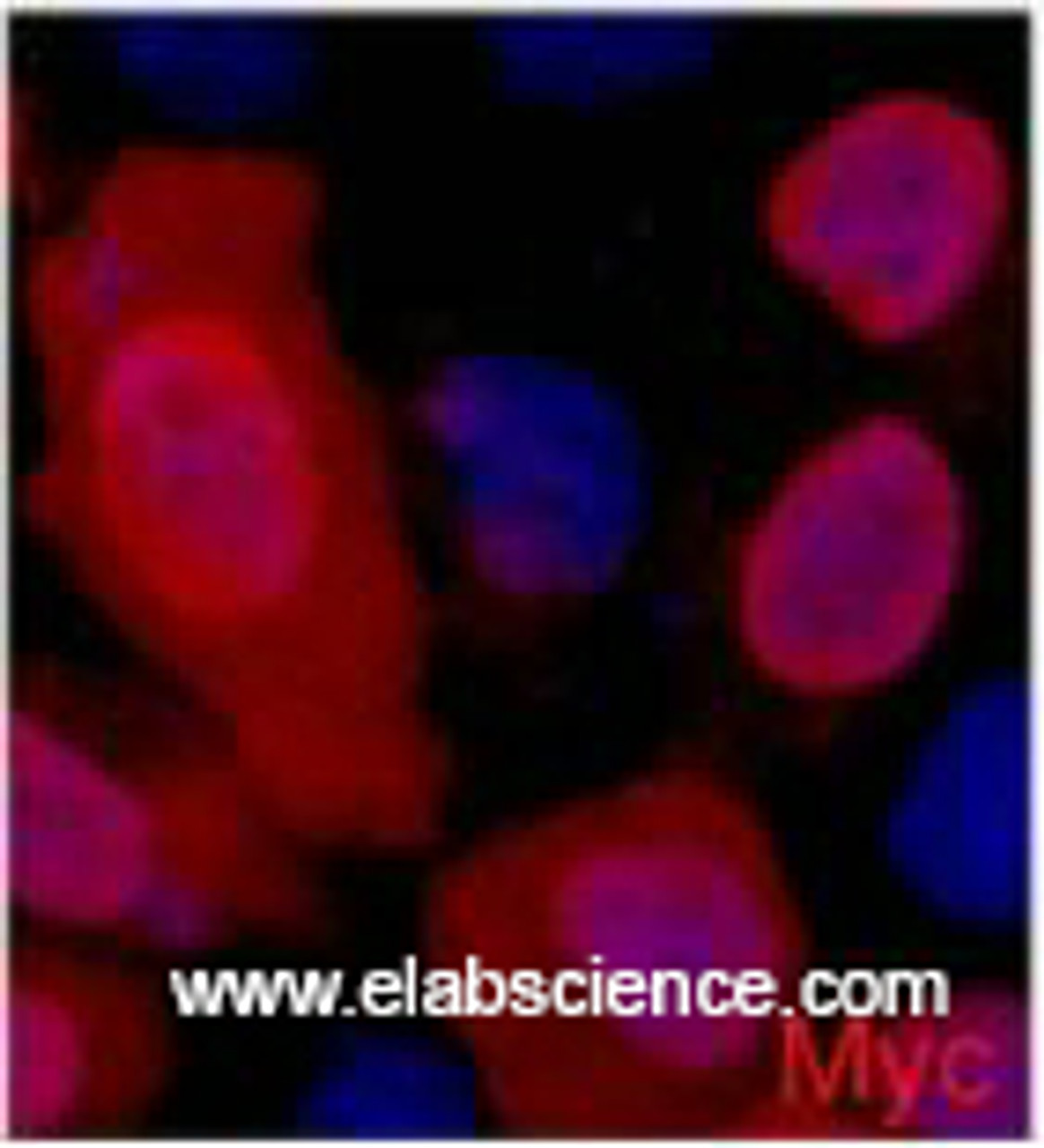 Immunofluorescence analysis of 293 cells transfected with a Myc tag protein tissue using Myc-Tag Monoclonal Antibody at dilution of 1:2000.