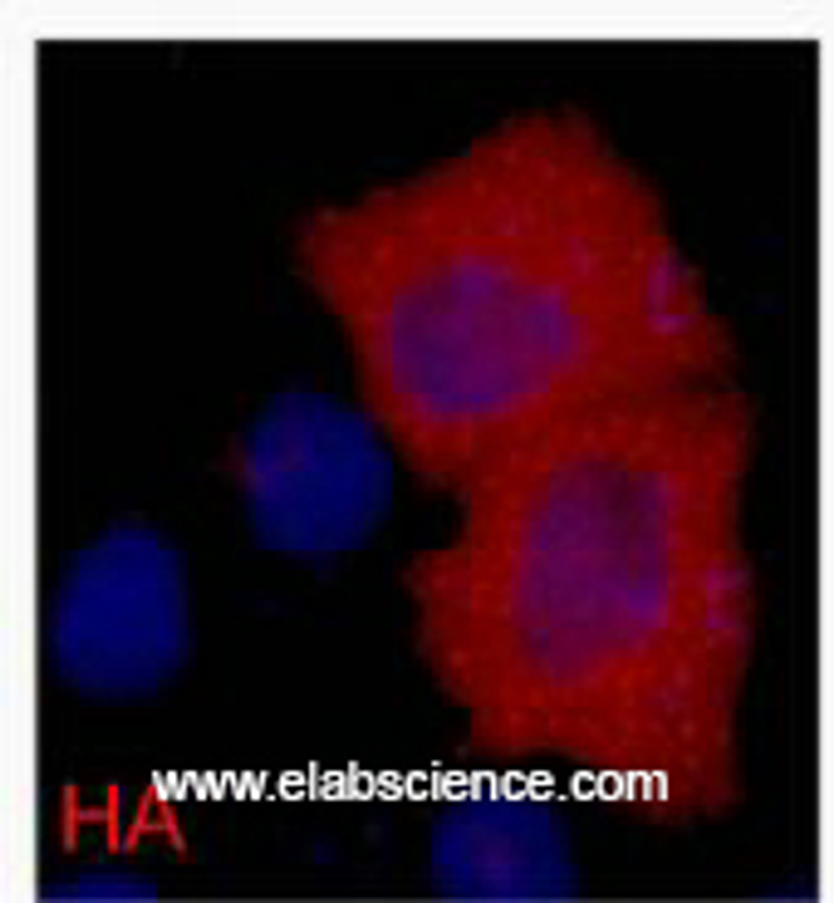 Immunofluorescence analysis of 293 cells transfected with a HA tag protein tissue using HA-Tag Monoclonal Antibody at dilution of 1:2000.