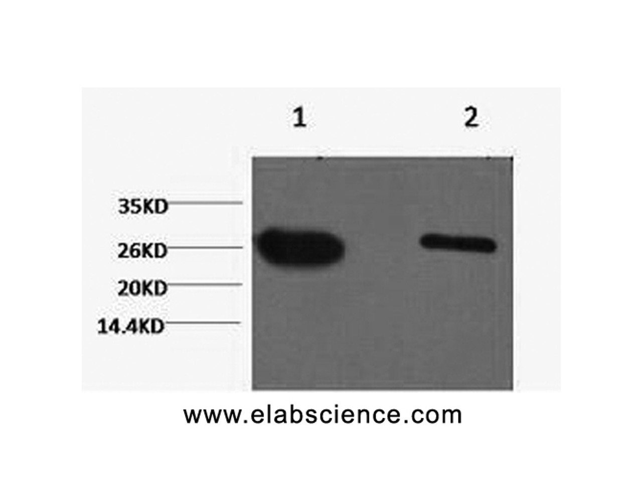Western Blot analysis of GFP transfected Hela cells using GFP Monoclonal Antibody at dilution of 1) 1:5000 2) 1:10000.