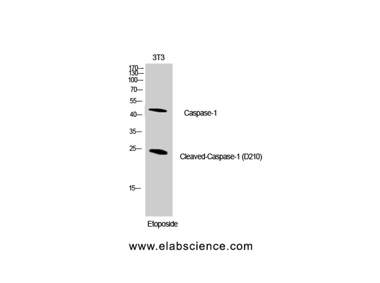 Western Blot analysis of NIH-3T3 cells using Cleaved-CASP1 (D210) Polyclonal Antibody at dilution of 1:1000.