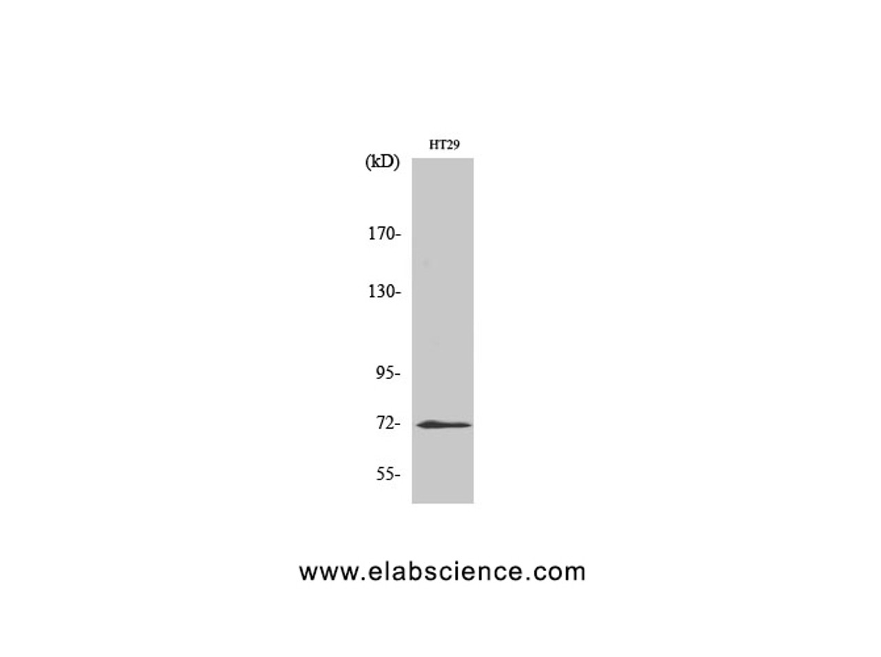 Western Blot analysis of HT-29 cells with ABCG2 Polyclonal Antibody.