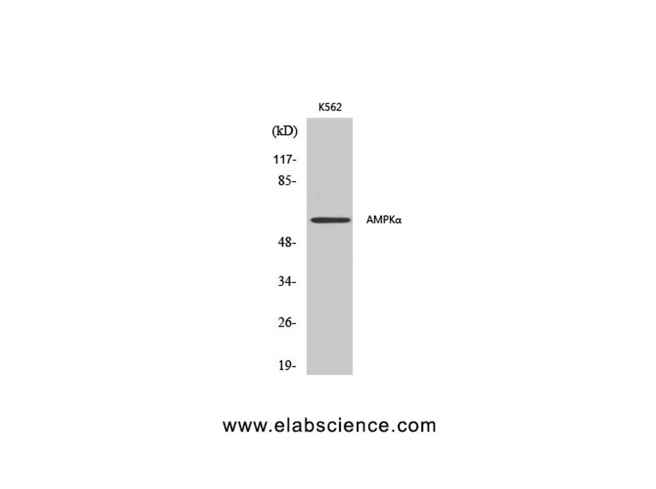 Western Blot analysis of K562 cells using AMPK alpha1/2 Polyclonal Antibody at dilution of 1:500.