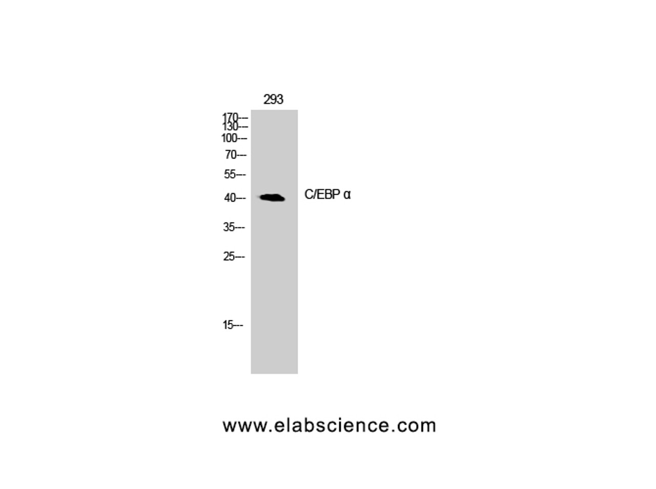 Western Blot analysis of 293T cells with CEBP alpha Polyclonal Antibody