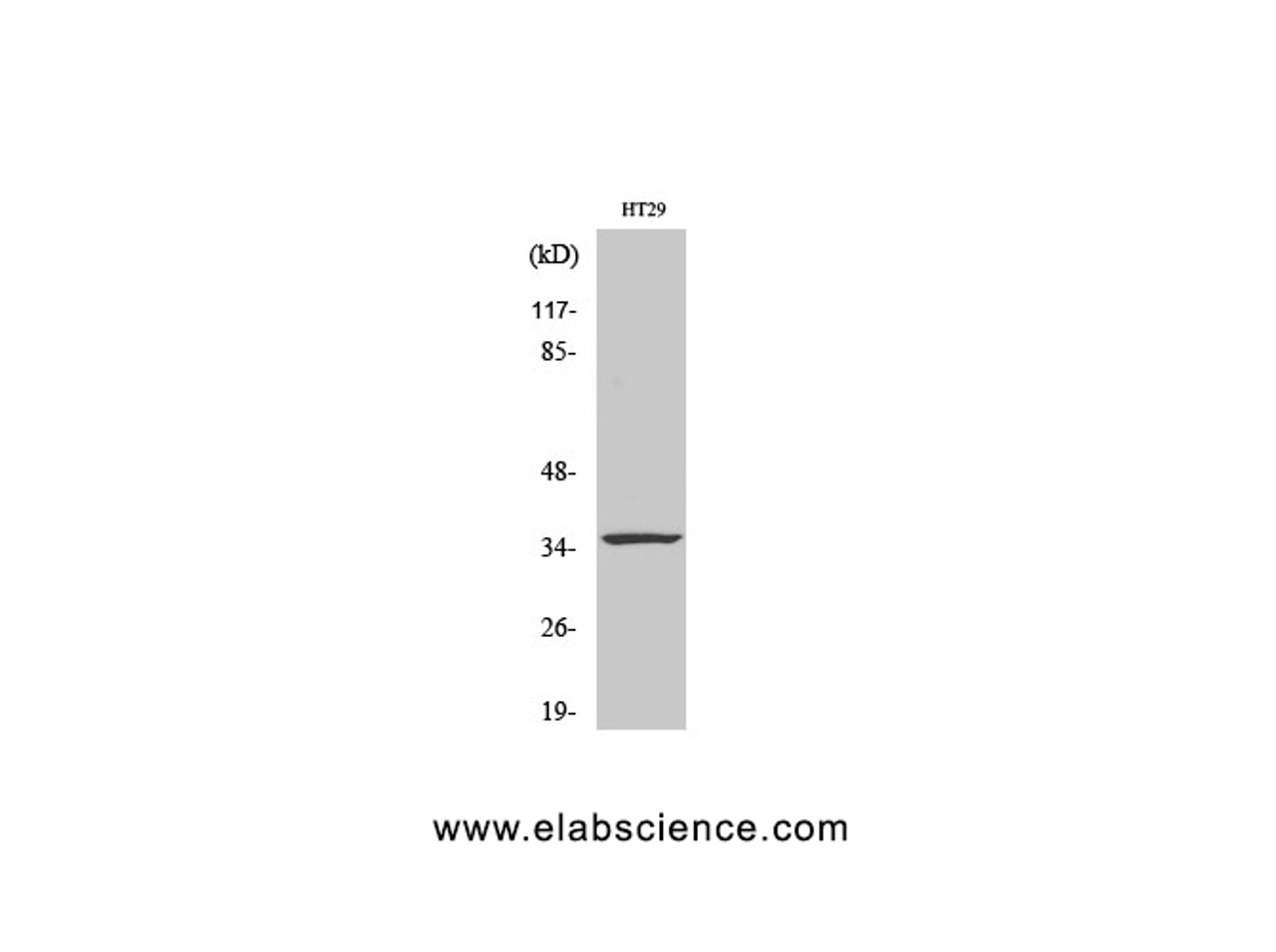 Western Blot analysis of HT29 cells using CASP7 Polyclonal Antibody at dilution of 1:1000.