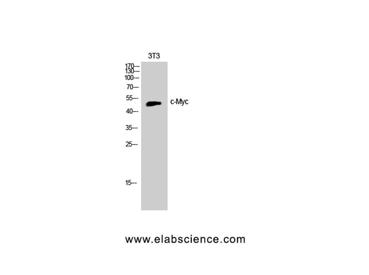 Western Blot analysis of Jurkat cells with c-Myc Polyclonal Antibody.