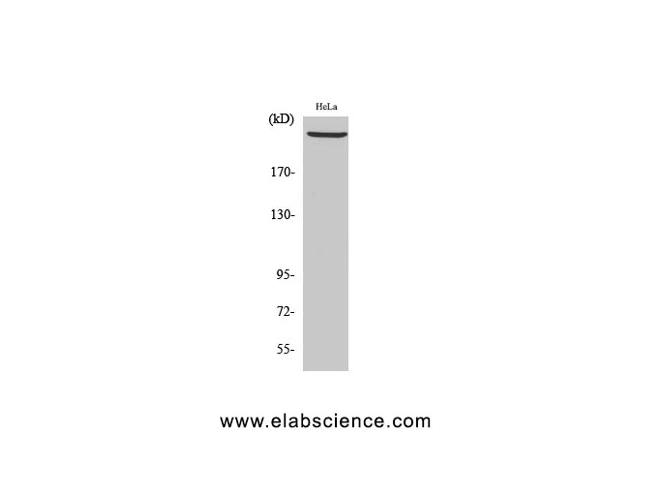 Western Blot analysis of Hela cells using PRKDC Polyclonal Antibody at dilution of 1:2000.