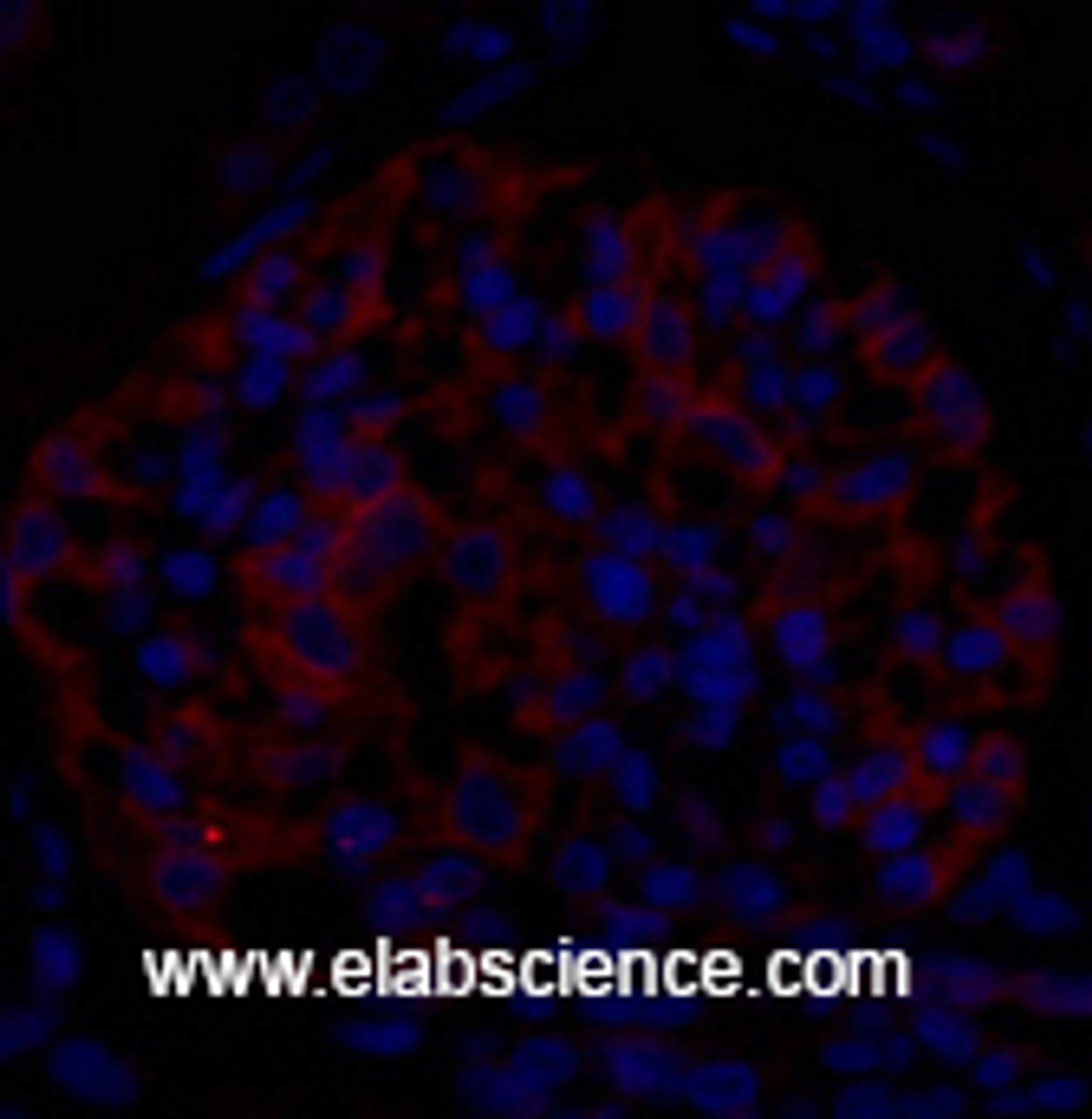 Immunofluorescence analysis of Rat kidney tissue using EIF2 alpha Polyclonal Antibody at dilution of 1:200.