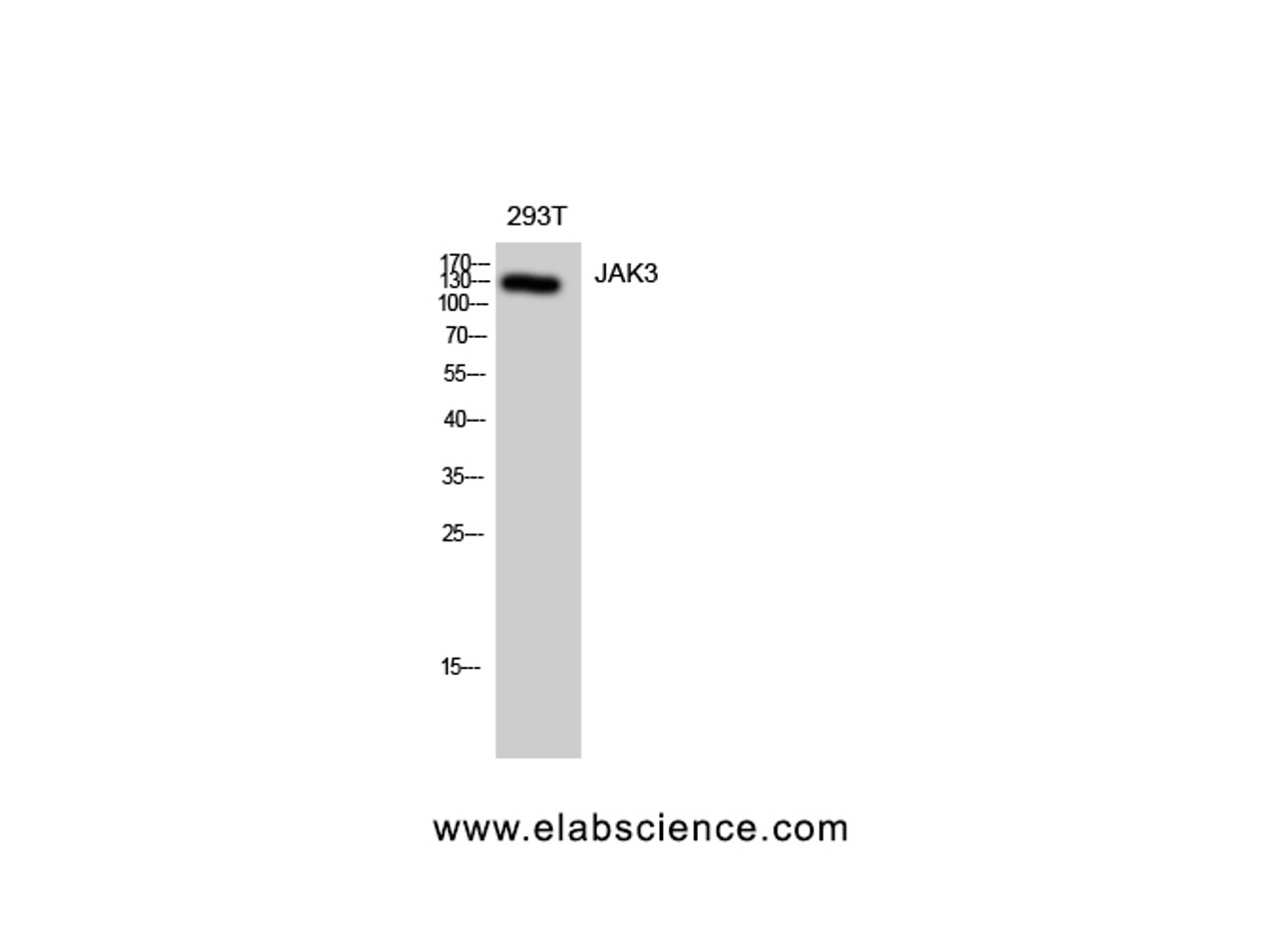 Western Blot analysis of 293T cells using JAK3 Polyclonal Antibody at dilution of 1:1000.