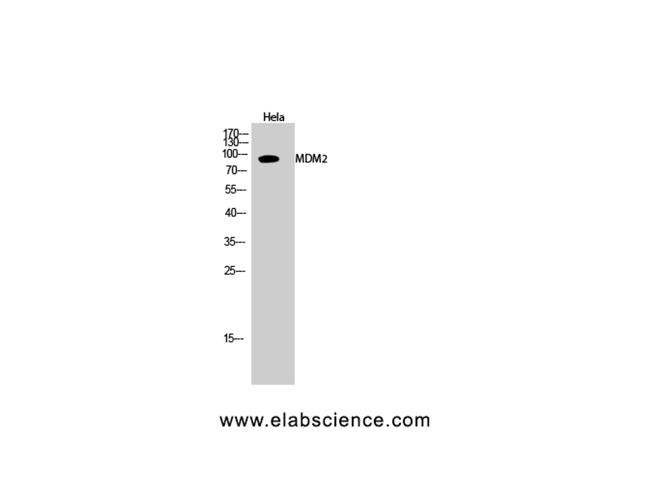 Western Blot analysis of Hela cells using MDM2 Polyclonal Antibody at dilution of 1:2000.