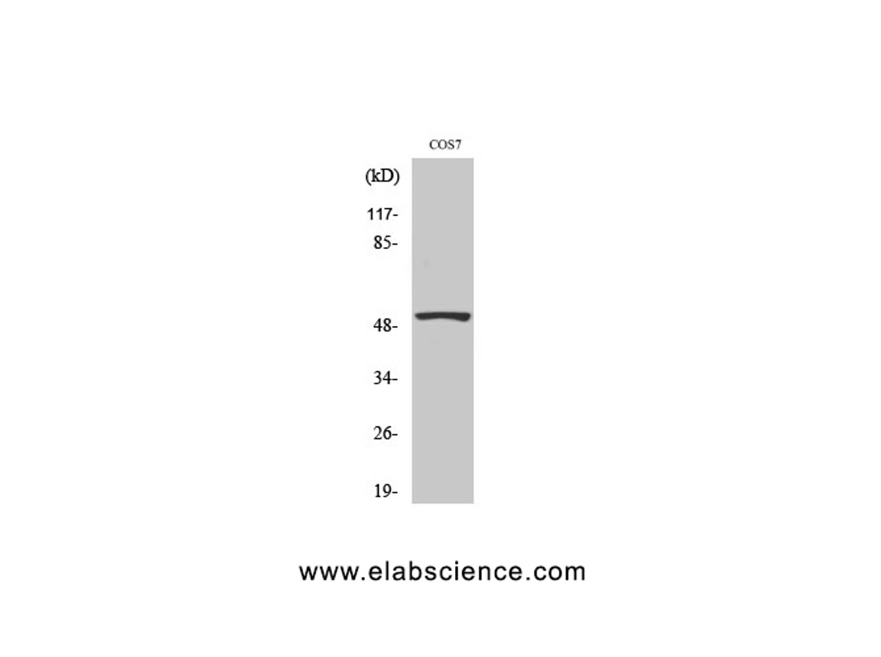 Western Blot analysis of COS7 cells using p53 Polyclonal Antibody at dilution of 1:2000.