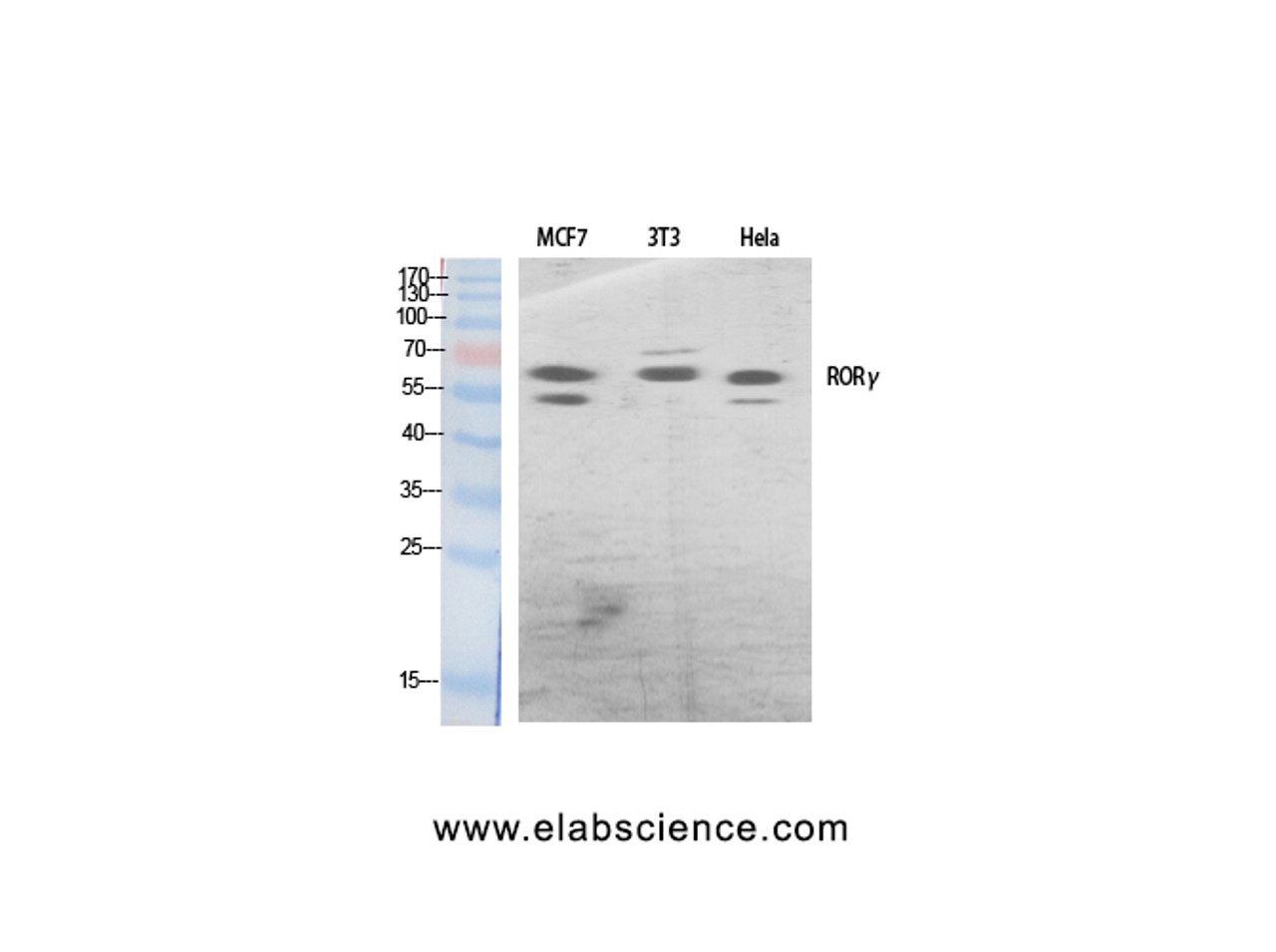 Western Blot analysis of various cells using RORC Polyclonal Antibody at dilution of 1:500.