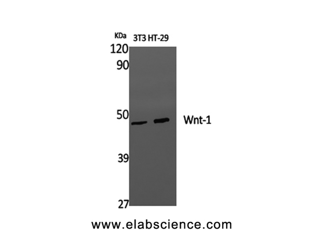 Western Blot analysis of 3T3, HT-29 cells using WNT1 Polyclonal Antibody at dilution of 1:1000.