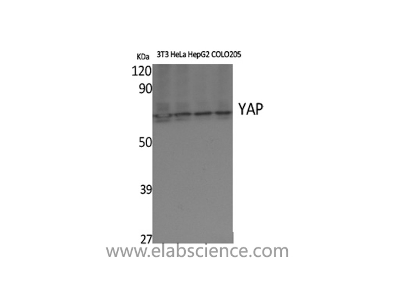 Western Blot analysis of various cells using YAP1 Polyclonal Antibody at dilution of 1:500.