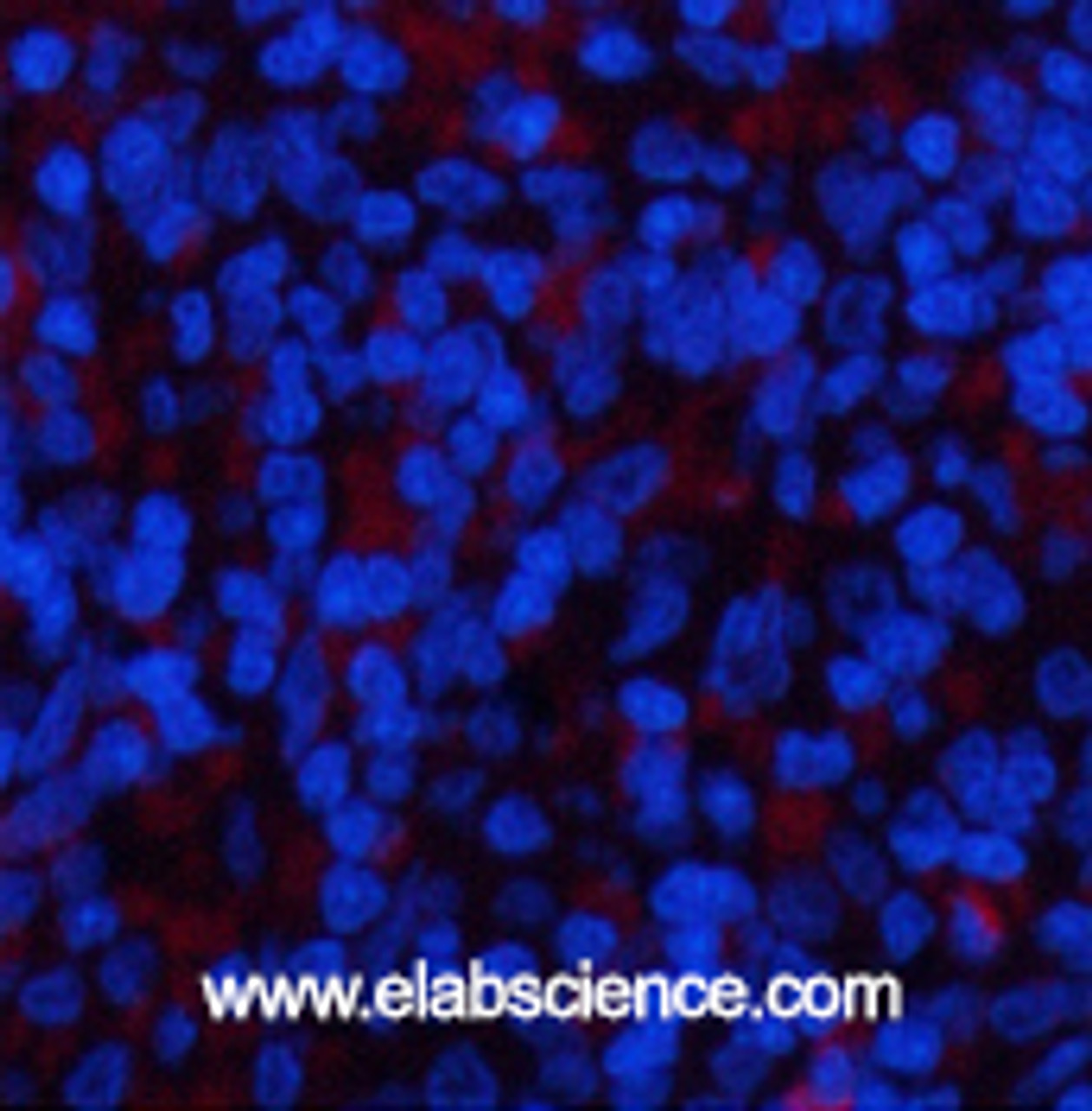 Immunofluorescence analysis of Rat spleen tissue using YAP1 Polyclonal Antibody at dilution of 1:200.