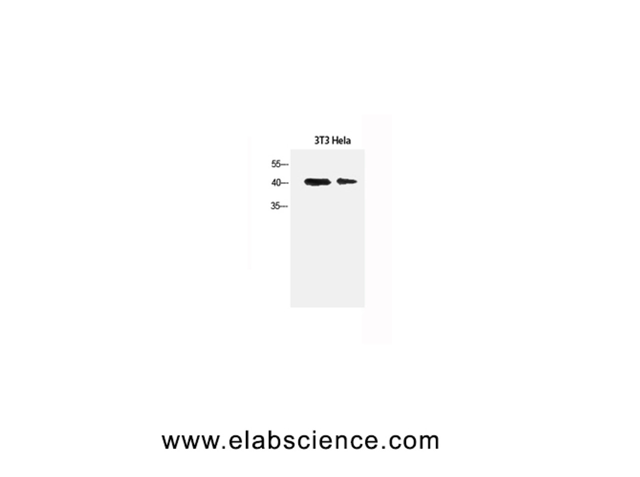 Western Blot analysis of 3T3, Hela cells using α-SMA Polyclonal Antibody at dilution of 1:1500.