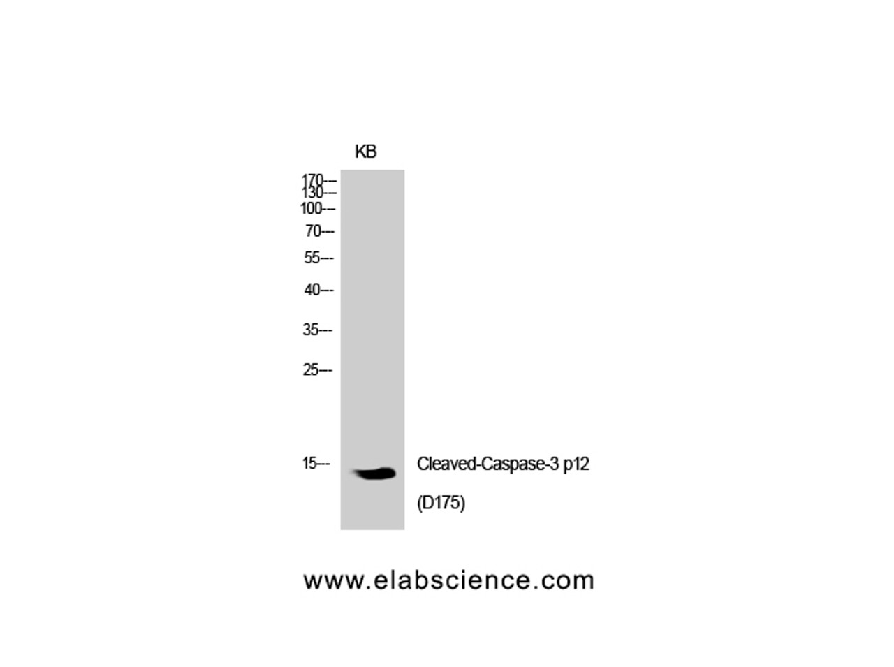 Western Blot analysis of KB cells using Cleaved-CASP3 p12 (D175) Polyclonal Antibody at dilution of 1:1000.