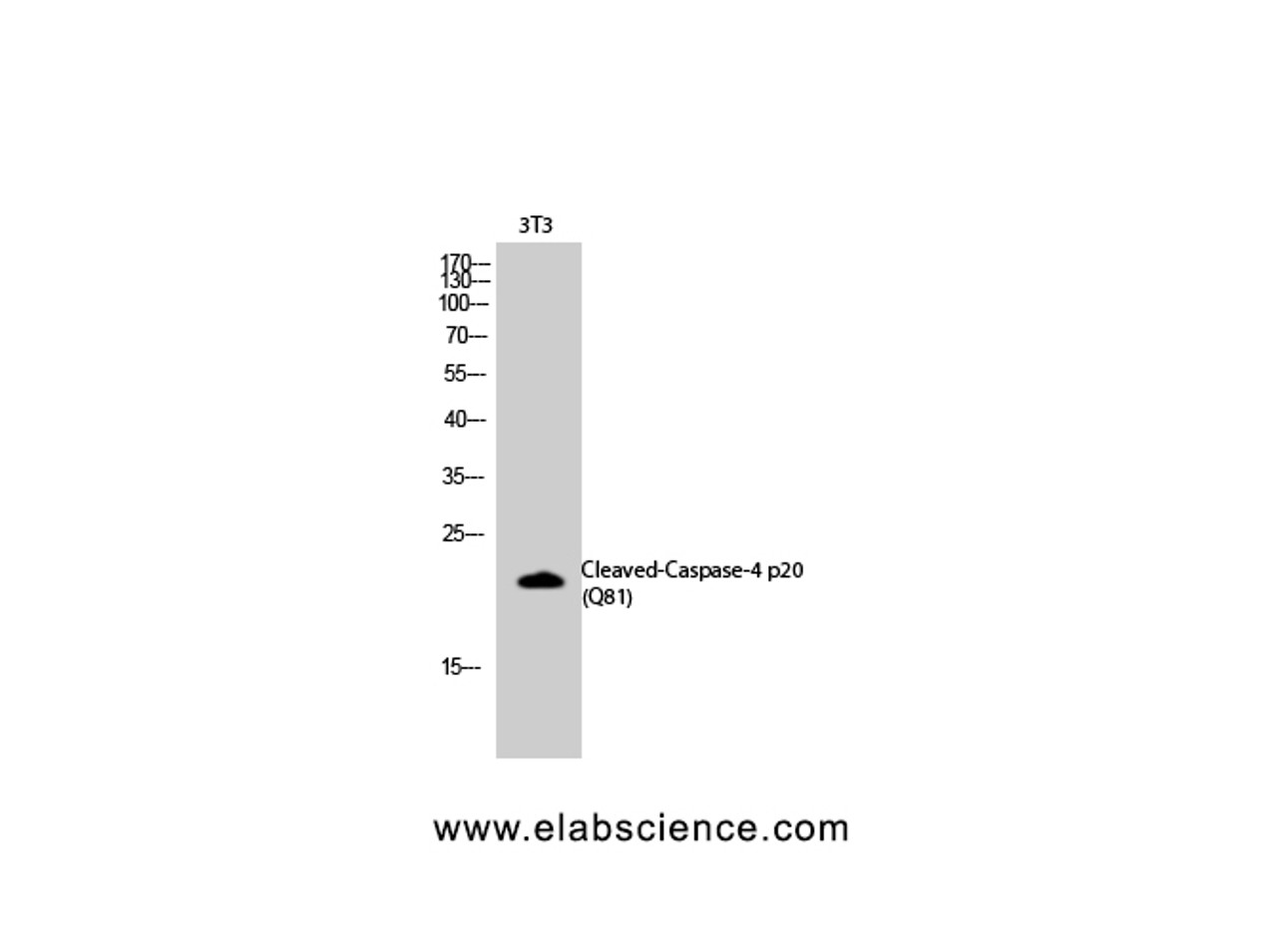 Western Blot analysis of 3T3 cells using Cleaved-CASP4 p20 (Q81) Polyclonal Antibody at dilution of 1:2000.