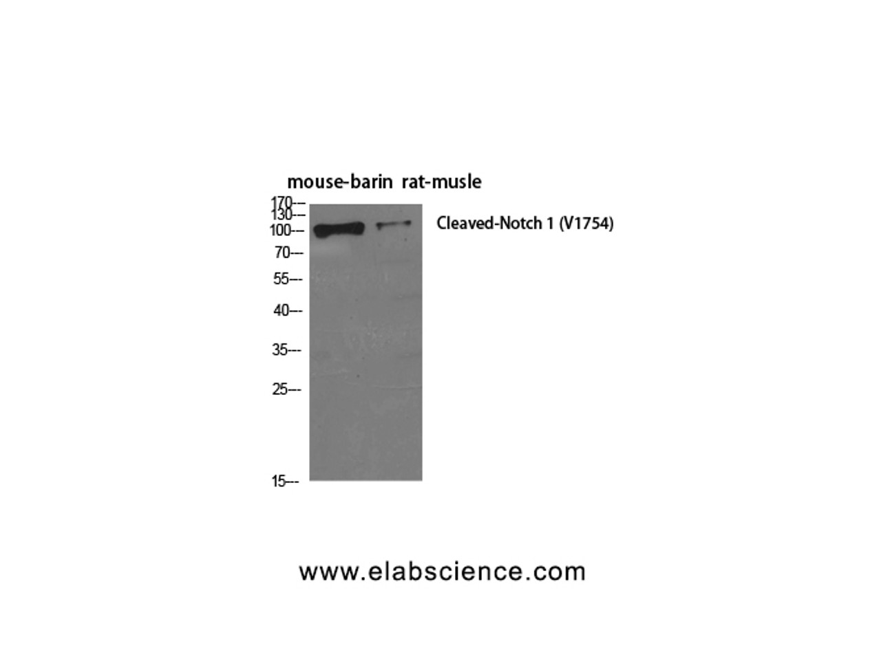 Western Blot analysis of Mouse brain, Rat musle using Cleaved-NOTCH1 (V1754) Polyclonal Antibody at dilution of 1:500.