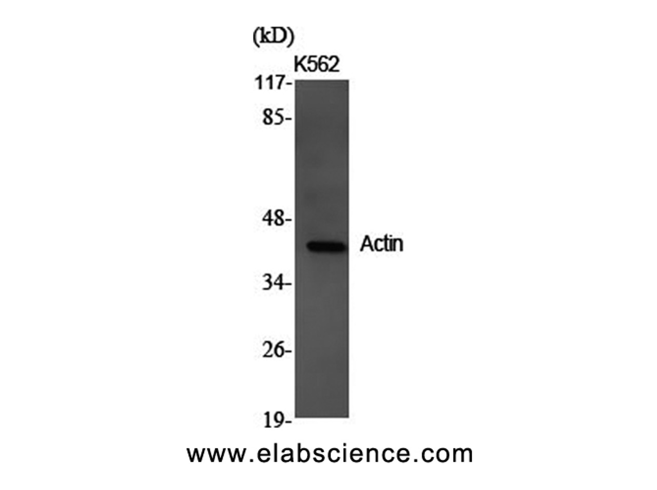 Western Blot analysis of K562 cells using Actin Polyclonal Antibody at dilution of 1:2000.