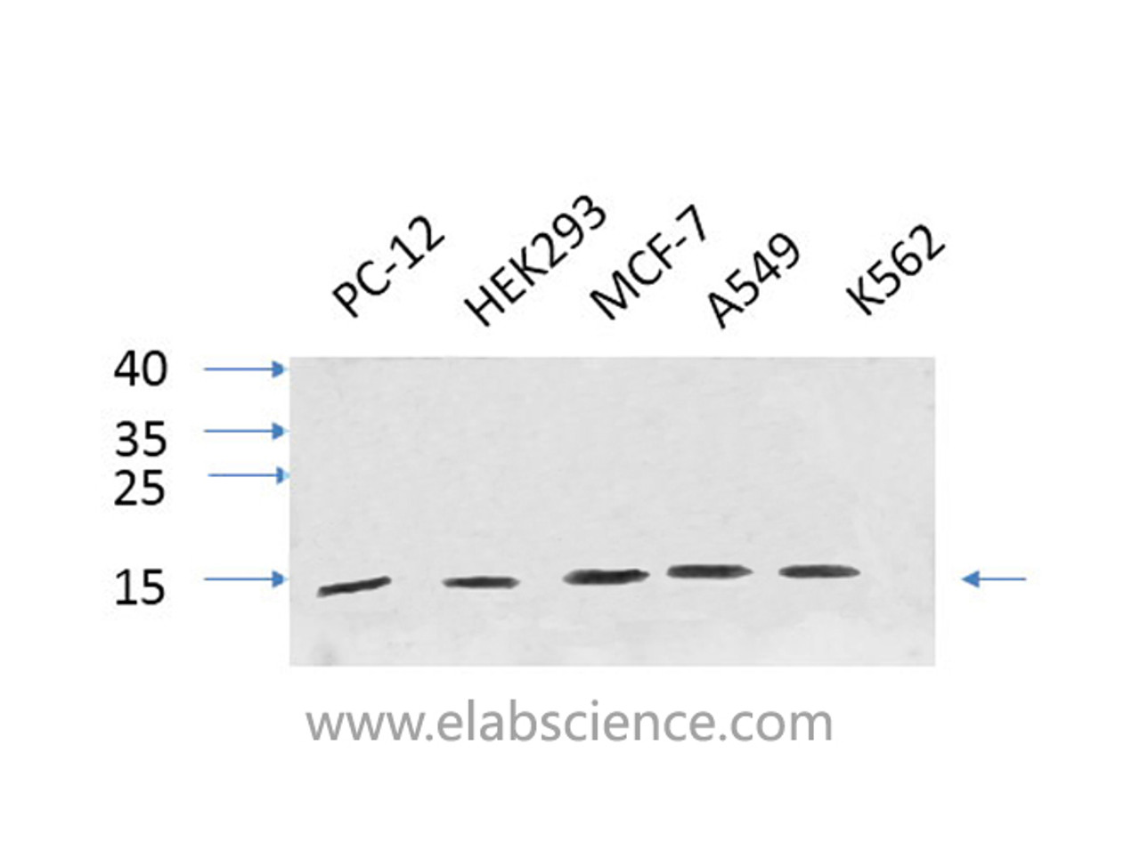 Western Blot analysis of various cells using IL8 Polyclonal Antibody at dilution of 1:1000.