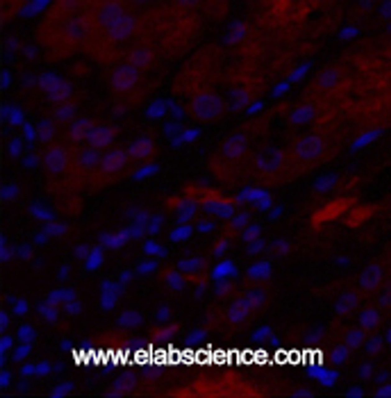 Immunofluorescence analysis of Human kidney tissue using IL8 Polyclonal Antibody at dilution of 1:200.