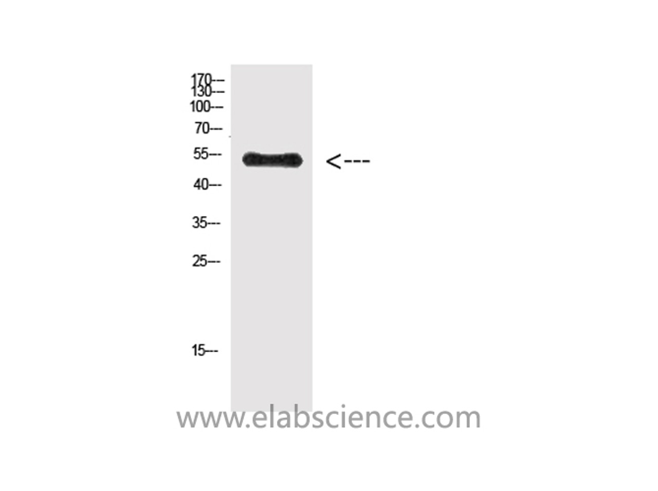 Western Blot analysis of Hela cells using Phospho-Vimentin (Tyr38) Polyclonal Antibody at dilution of 1:500.