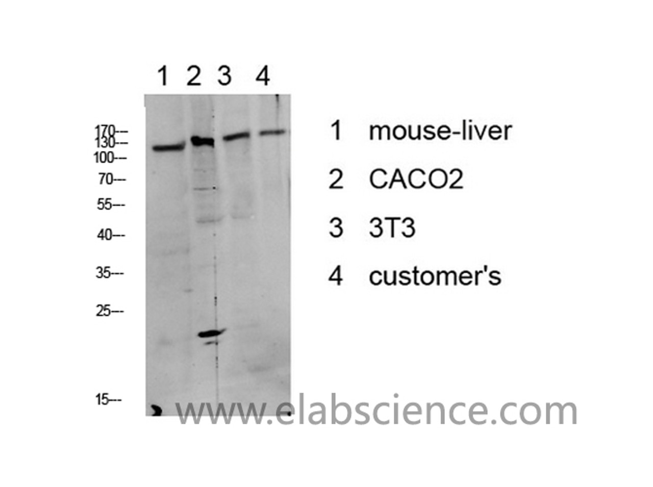 Western Blot analysis of various cells using Phospho-DDR1 (Tyr513) Polyclonal Antibody at dilution of 1:1000.