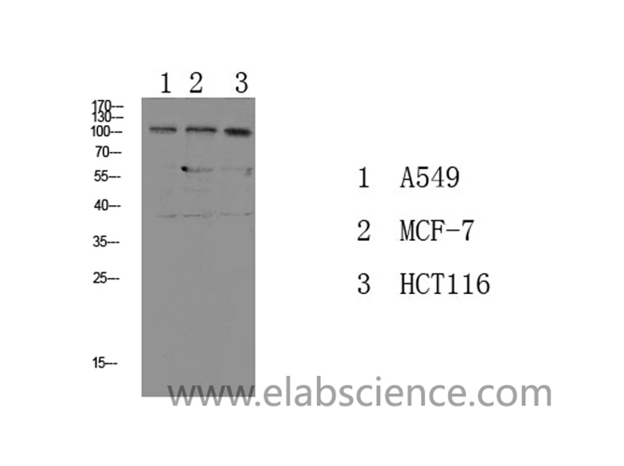 Western Blot analysis of various cells using Phospho-Na+/K+-ATPase alpha1 (Tyr260) Polyclonal Antibody at dilution of 1:1000.