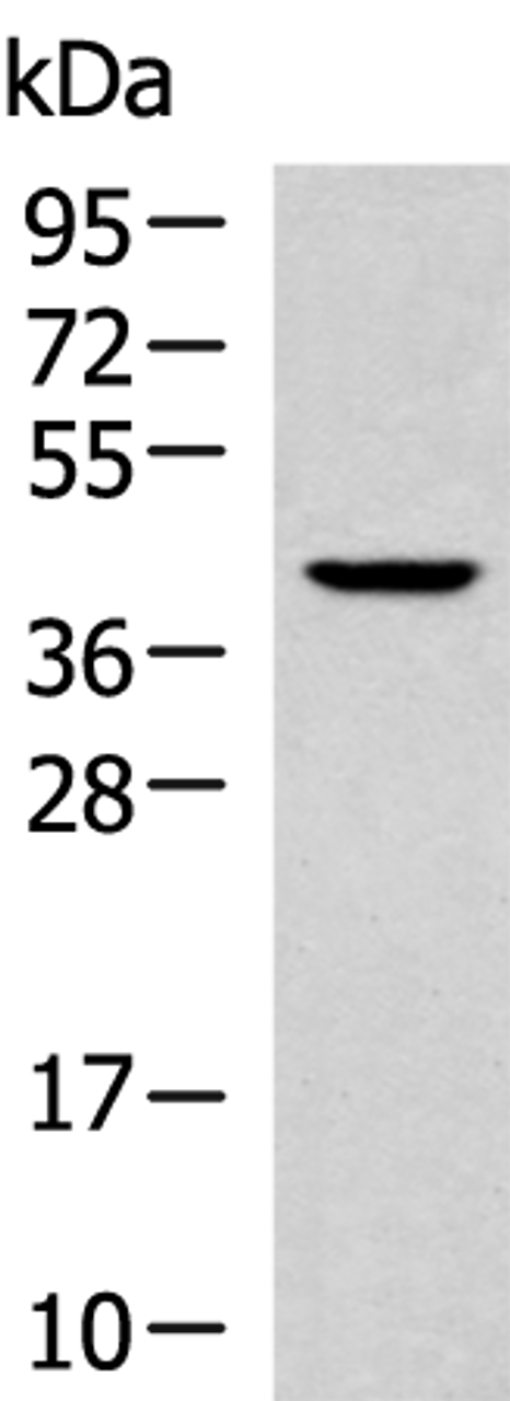Western blot analysis of 293T cell lysate  using KLF6 Polyclonal Antibody at dilution of 1:800