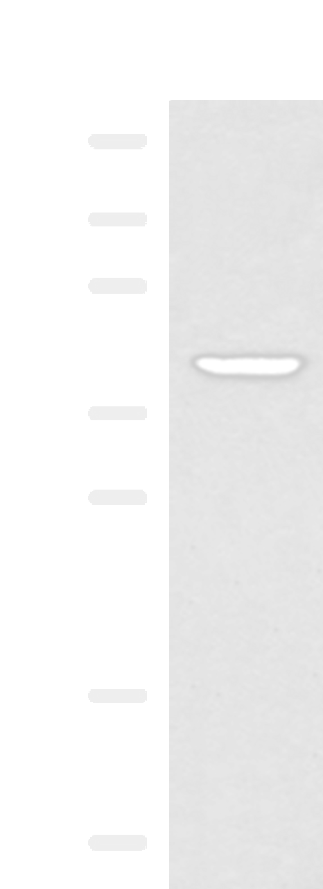 Western blot analysis of 293T cell lysate  using KLF6 Polyclonal Antibody at dilution of 1:800