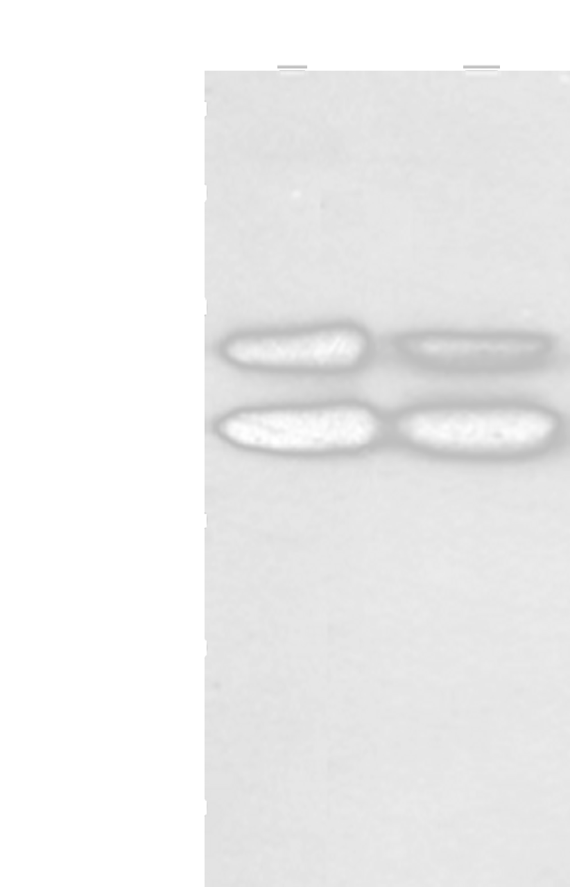 Western blot analysis of K562 and hela cell  using MAPK8 Polyclonal Antibody at dilution of 1:600
