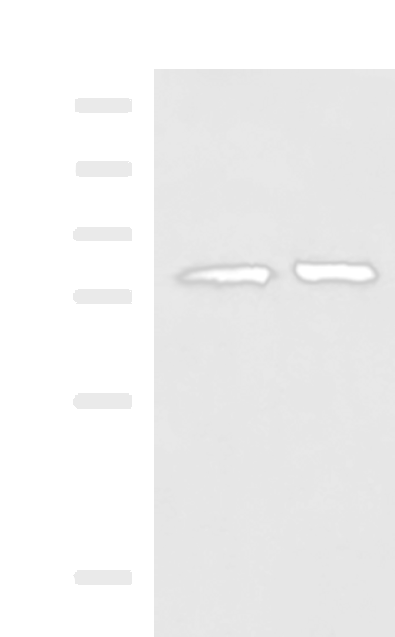 Western blot analysis of 293T cell lysates  using PADI4 Polyclonal Antibody at dilution of 1:400