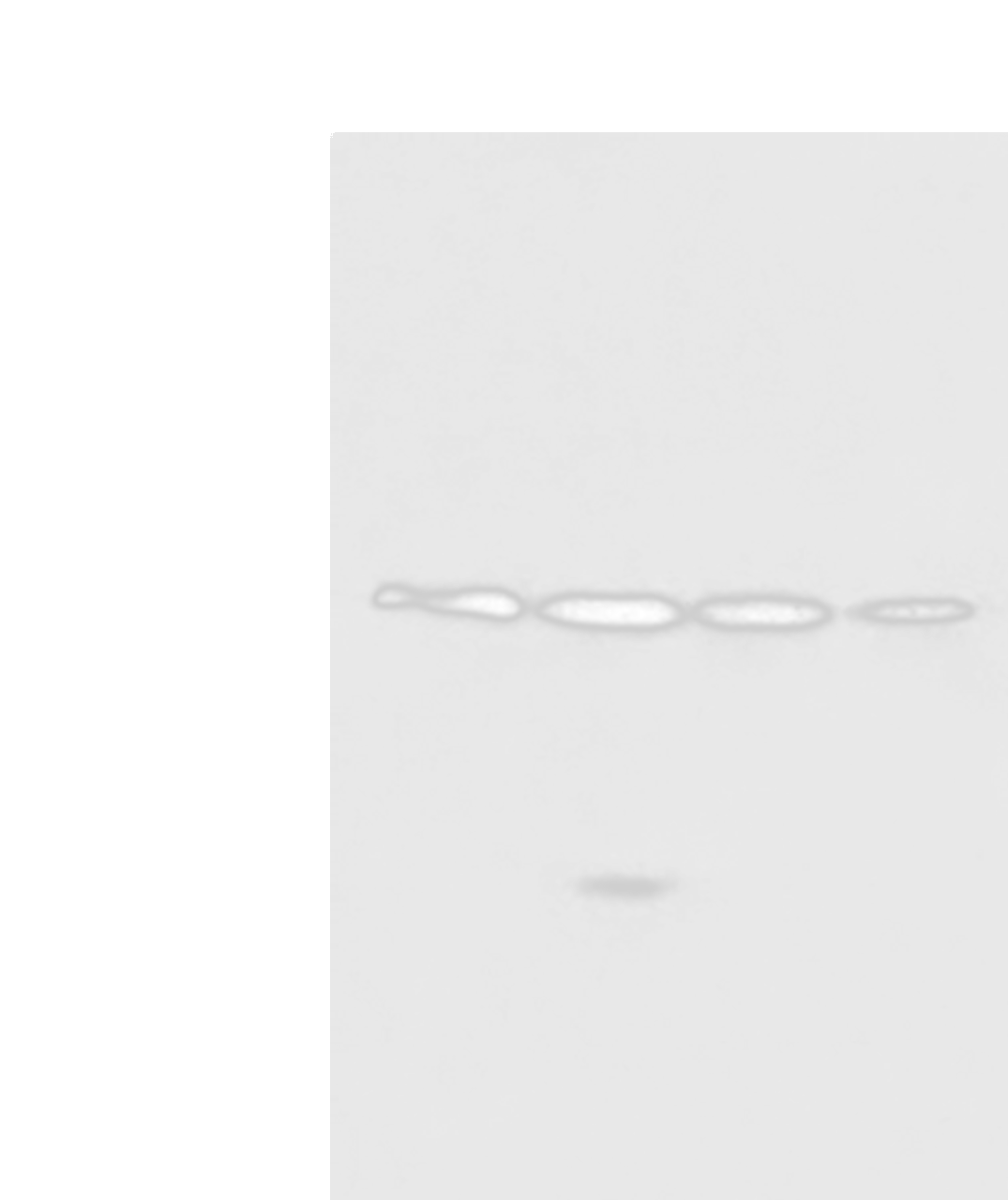 Western blot analysis of 293T A549 Jurkat 231 cell lysates  using RCHY1 Polyclonal Antibody at dilution of 1:650