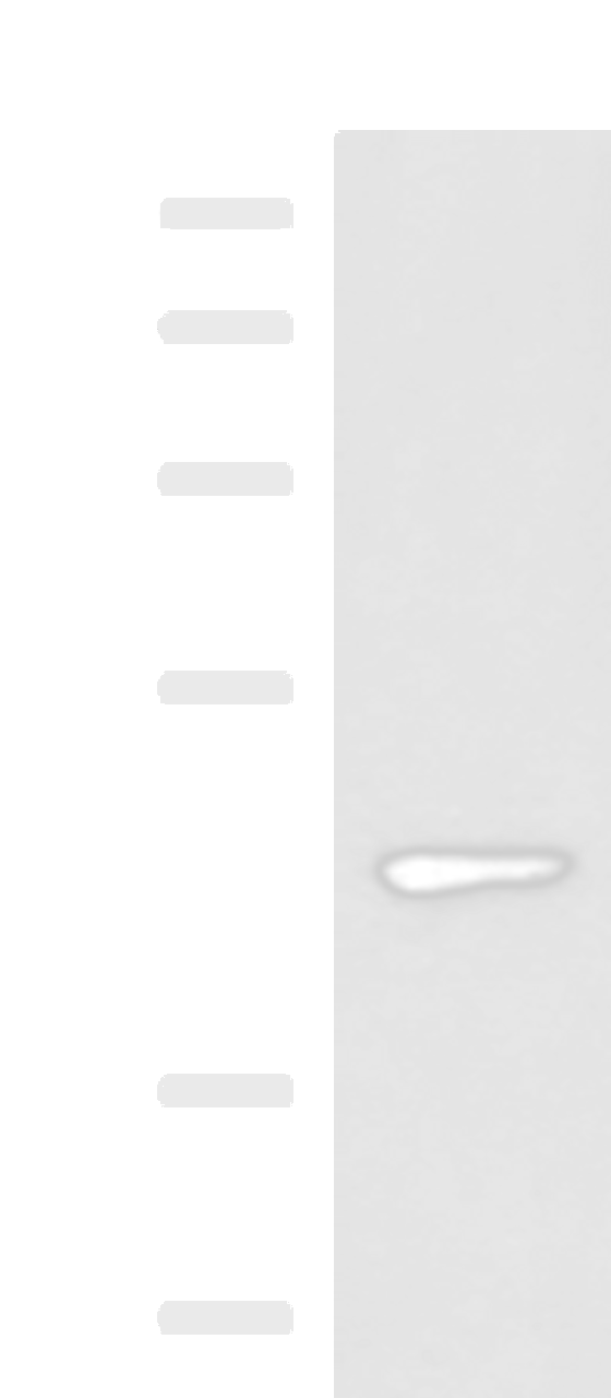 Western blot analysis of 293T cell lysate  using WNT9A Polyclonal Antibody at dilution of 1:500