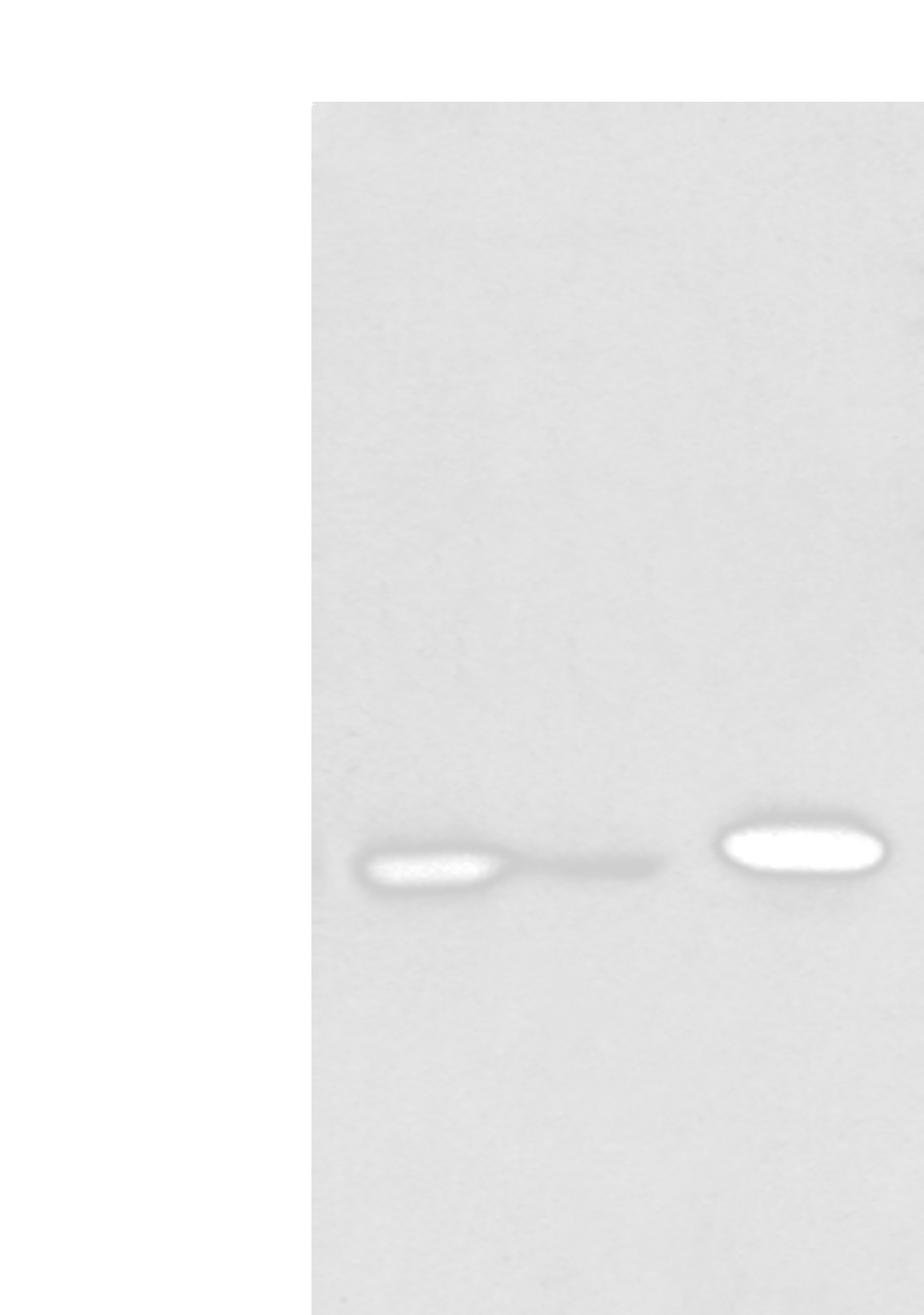 Western blot analysis of HepG2 cell Hela cell and A549 cell  using DHRSX Polyclonal Antibody at dilution of 1:350