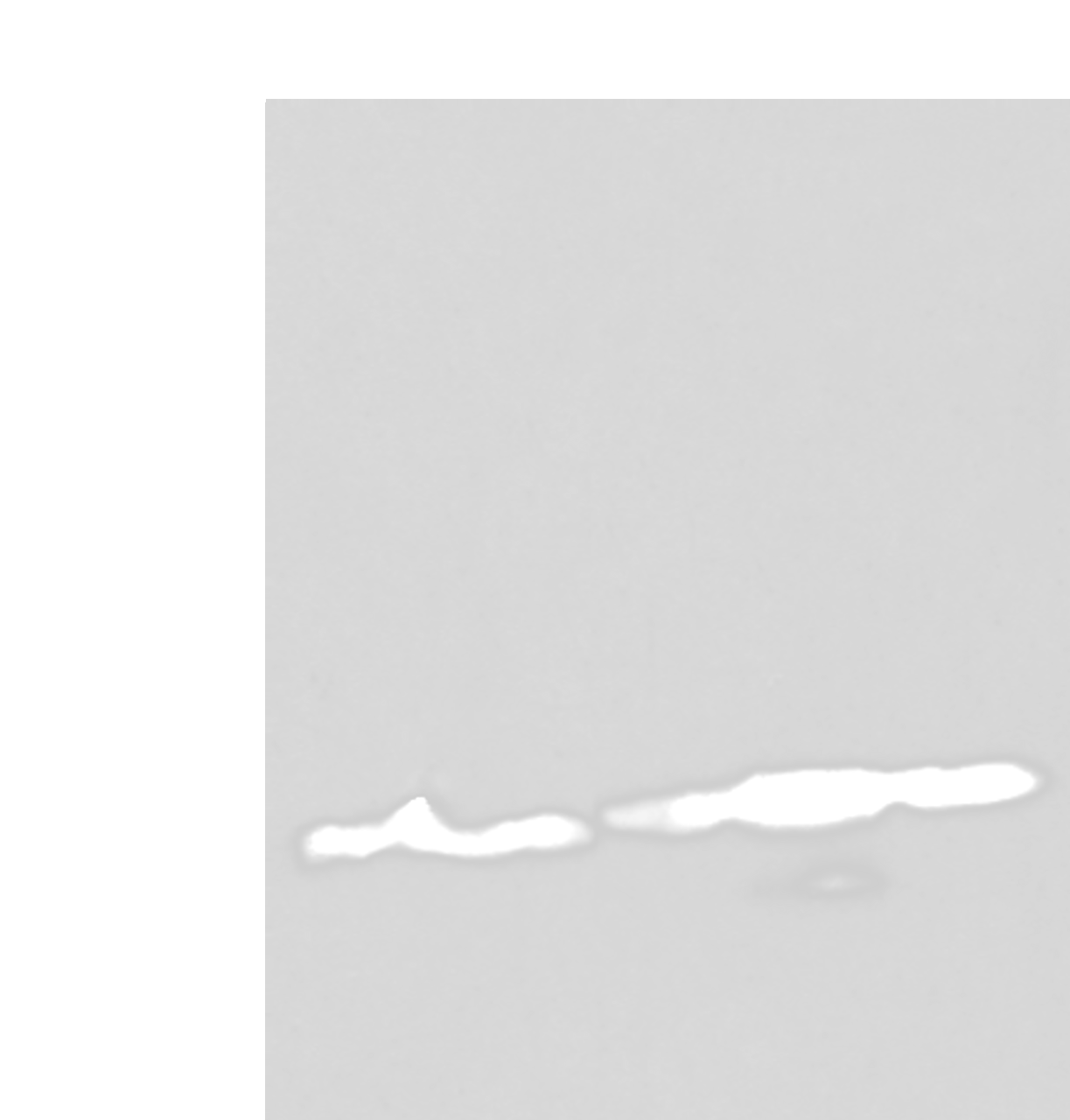 Western blot analysis of 293T and Hela cell lysates  using HIST1H3A Polyclonal Antibody at dilution of 1:300