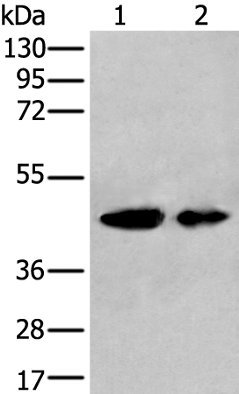 Western blot analysis of A549 and HEPG2 cell lysates  using VASP Polyclonal Antibody at dilution of 1:400