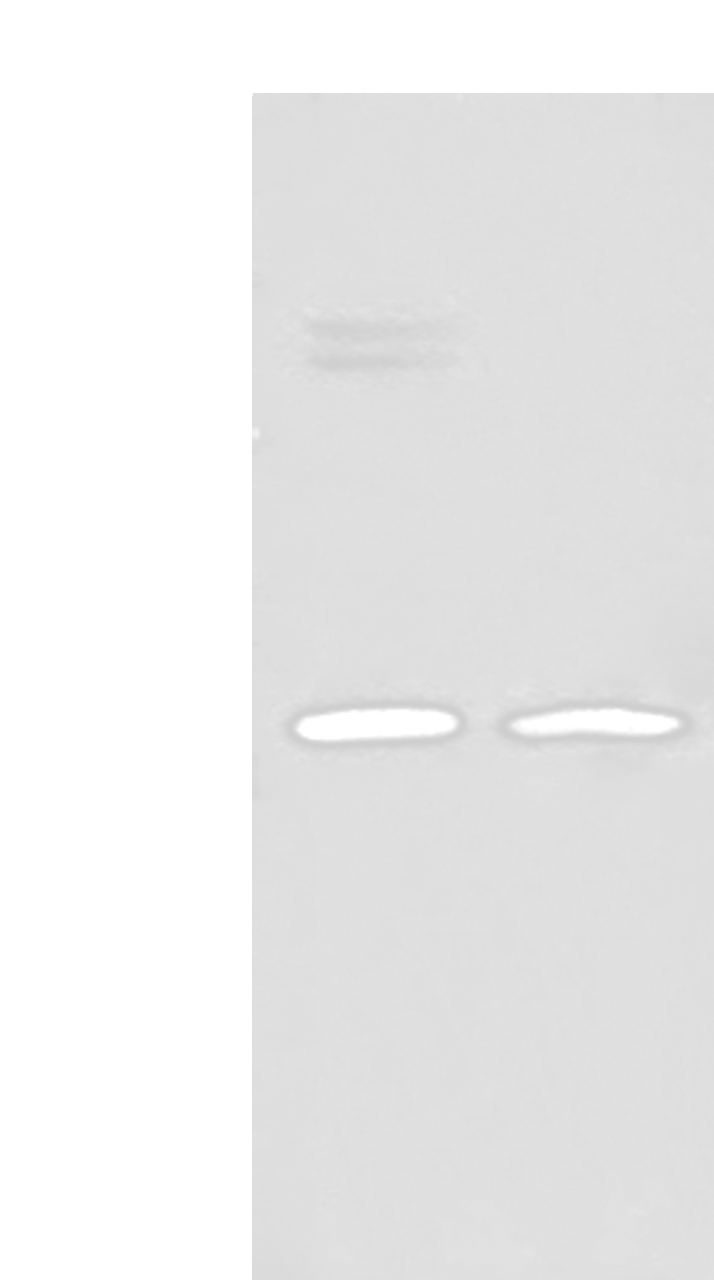 Western blot analysis of K562 and Jurkat cell lysates  using HLA-DMB Polyclonal Antibody at dilution of 1:550