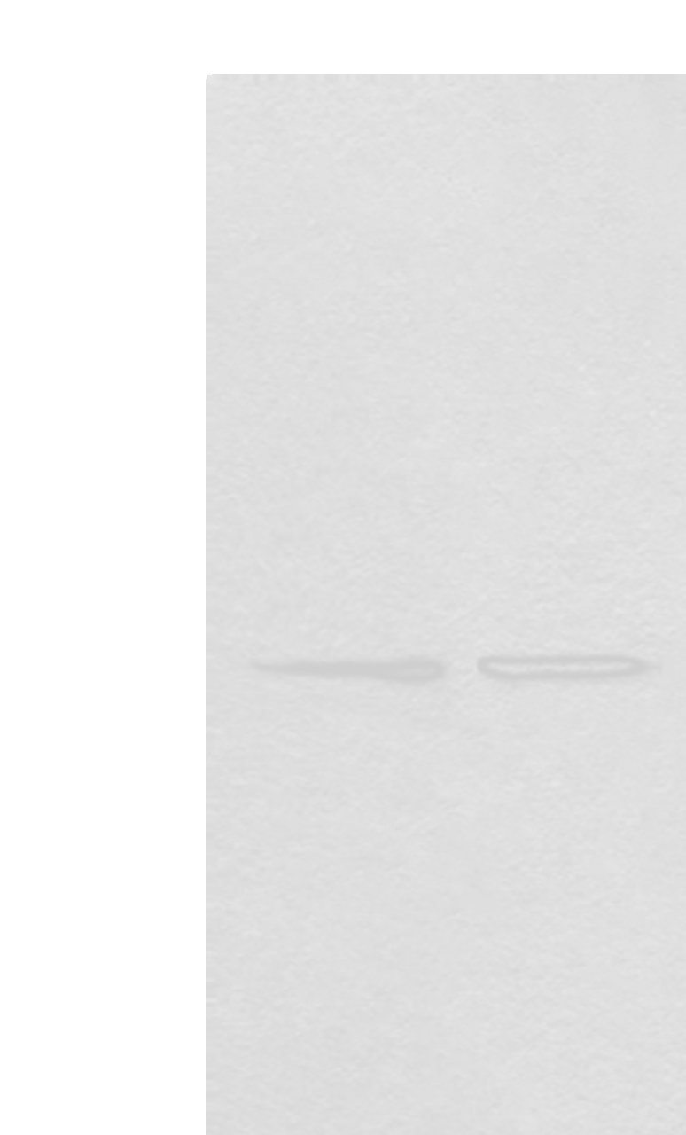 Western blot analysis of A172 and HEPG2 cell lysates  using TMEM248 Polyclonal Antibody at dilution of 1:300