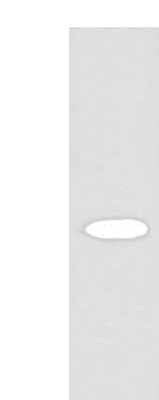 Western blot analysis of Human liver tissue lysate  using FAH Polyclonal Antibody at dilution of 1:700