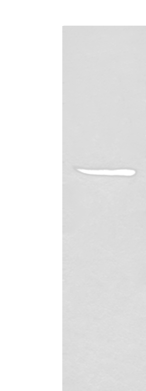 Western blot analysis of HL-60 cell lysate  using SPOCK3 Polyclonal Antibody at dilution of 1:400