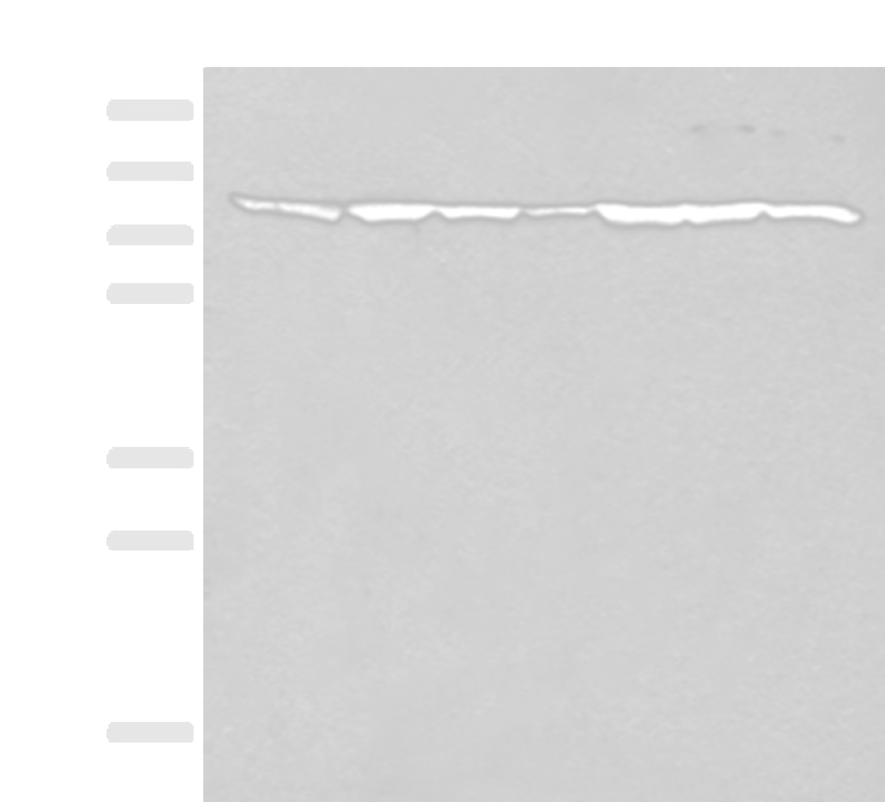 Western blot analysis of HT-29 NIH/3T3 231 Hela RAW264.7 K562 and LOVO cell lysates  using TUBGCP4 Polyclonal Antibody at dilution of 1:300