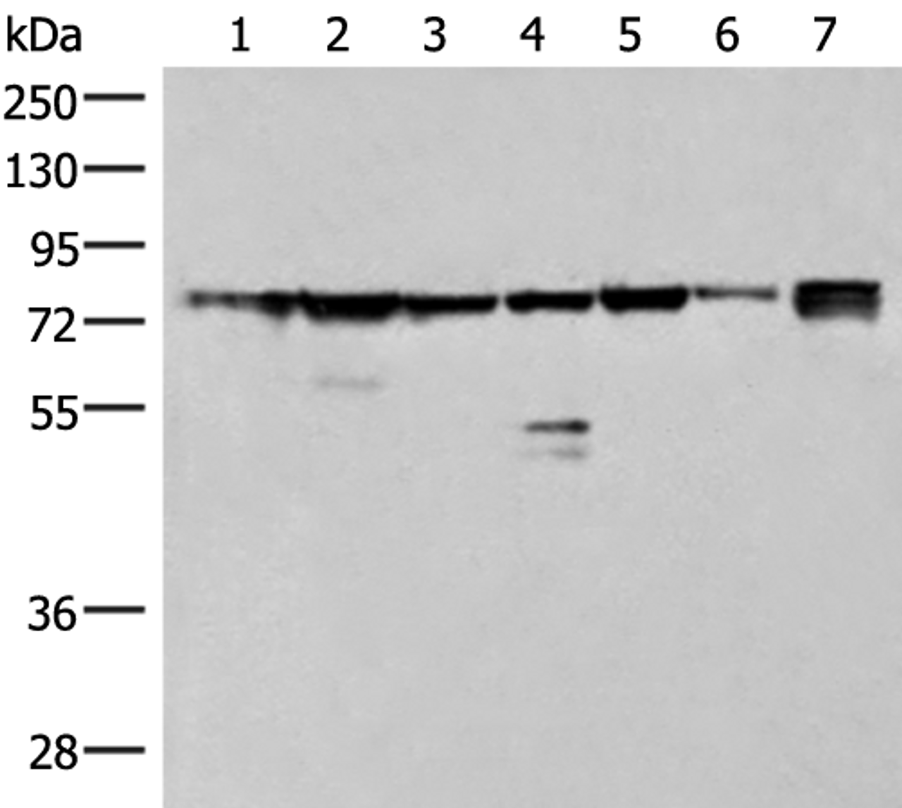 Western blot analysis of 231 K562 TM4 cell Mouse kidney tissue Mouse liver tissue Mouse brain tissue Hela cell lysates  using THNSL1 Polyclonal Antibody at dilution of 1:500
