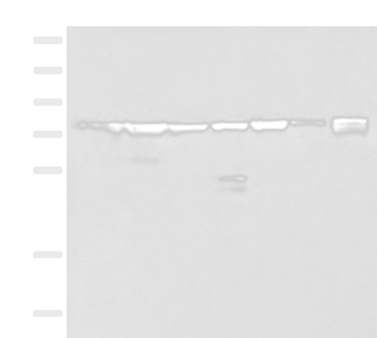 Western blot analysis of 231 K562 TM4 cell Mouse kidney tissue Mouse liver tissue Mouse brain tissue Hela cell lysates  using THNSL1 Polyclonal Antibody at dilution of 1:500