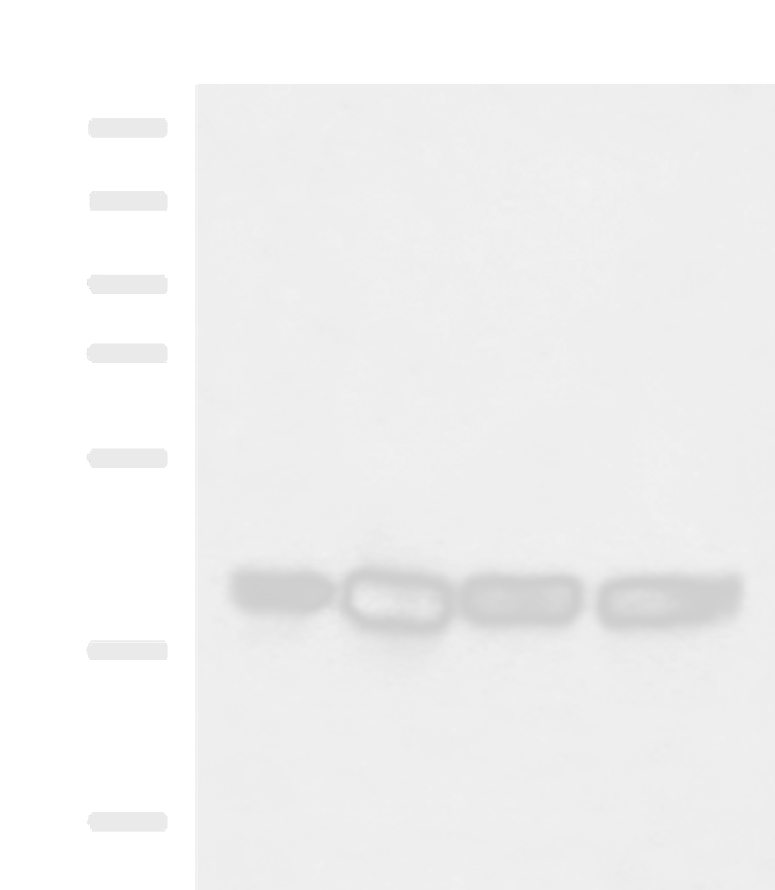 Western blot analysis of LOVO K562 Jurkat and Hela cell lysates  using MRPS35 Polyclonal Antibody at dilution of 1:900
